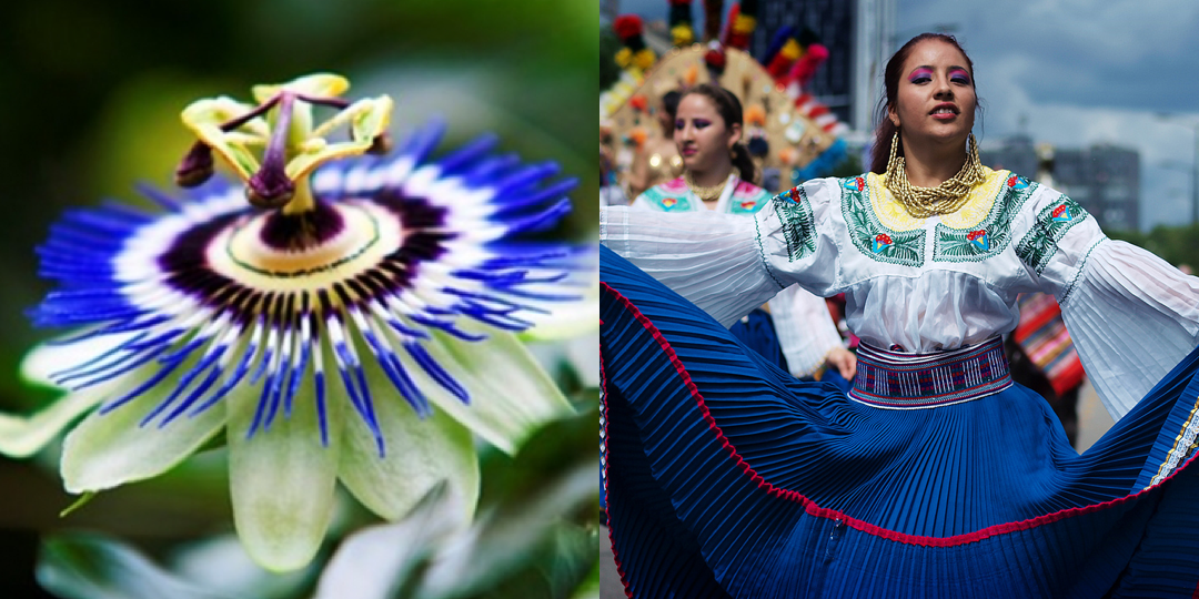 Passion Flower / Ecuadorian dancer